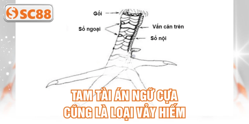 Tam tài án ngữ cựa cũng là loại vảy hiếm